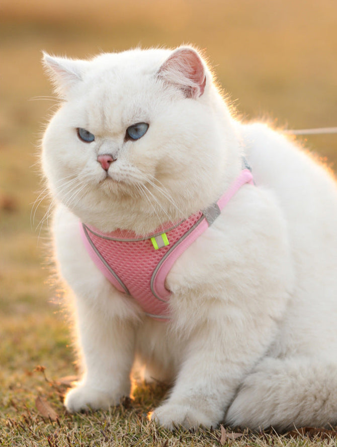 GlowPup Breathable Reflective Pet Harness – Comfy & Cool for Walks