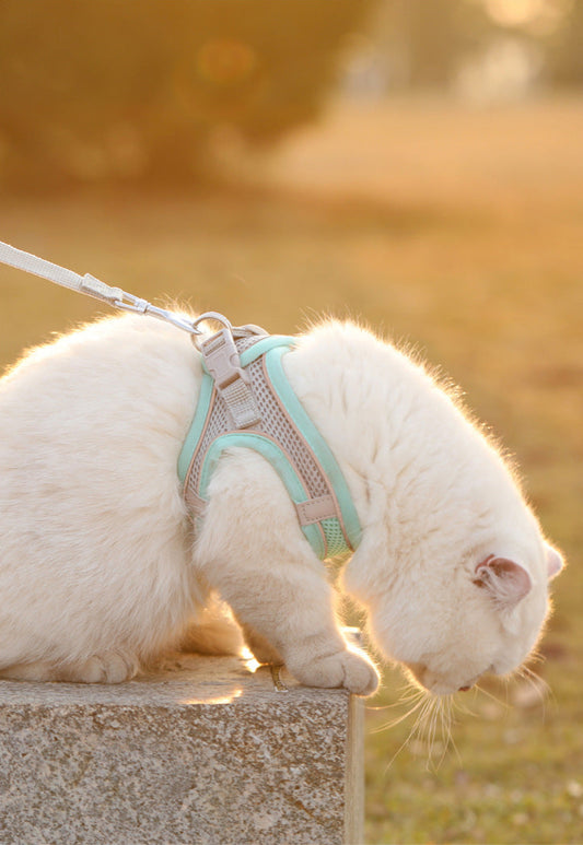 GlowPup Breathable Reflective Pet Harness – Comfy & Cool for Walks